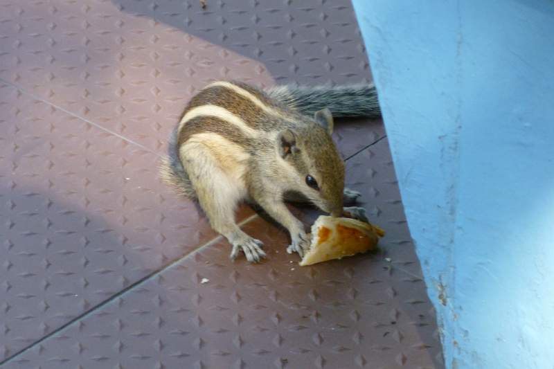 India & Nepal 2011 - 1278